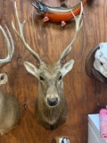 Japanese Sika Deer shoulder mount