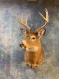 8 point Iowa Whitetail Deer shoulder mount