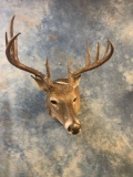 7 x 6 Mexican Whitetail Deer shoulder mount