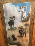 Grand Slam Sheep of North American Framed Picture with COA