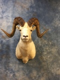 Awesome Yukon 38+ inch Dall Sheep shoulder mount