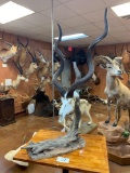 Beautiful Greater Kudu Skull & Horns on habitat stand