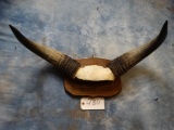 Australian Banteng Horns on Plaque (Texas Residents Only!!!)