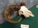 Iranian Red Sheep Skull