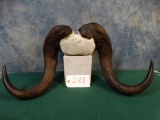 Muskox Pedestal mount Horns