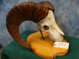 Gobi Argali Skull on Pedestal (Texas Residents Only!!!)