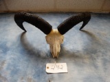 Armenian Mouflon Ram Skull