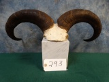 Chinese Blue Sheep Horns