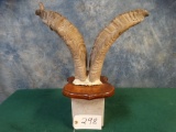 Kashmir Markhor Horns on Plaque ***Texas Residents Only!!!***