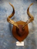 Astor Markhor Horns on Panel (Texas Residents Only!!!)