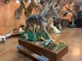 Beautiful Coyote with Quail full mount in habitat base