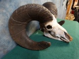 180 net Boone & Crockett Rocky Mountain Bighorn Sheep Skull