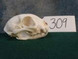 Serval Cat Skull