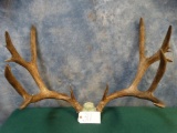 200 5/8 gross 34 1/4 Wide Big Mule Deer Rack