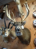 Huge Bodied Wisconsin Whitetail Deer shoulder mount