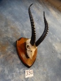 World Record Egyptian Dorcas Gazelle Skull on Panel (Texas Residents Only!!!)