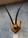 Slender Horned Gazelle Horns on Plaque (Texas Residents Only!!!)