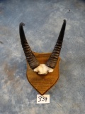 East African Bohor Reedbuck Horns on Plaque