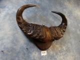 West African Savanna Buffalo Horns on Panel