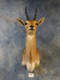 African Southern Mountain Reedbuck shoulder mount