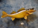 Brand new Large 29 inch Real Skin Walleye Mount