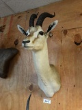 Thompson's Gazelle shoulder mount