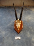 Very Rare! Pelzeln Gazelle Skull on Panel ***Texas Residents Only***