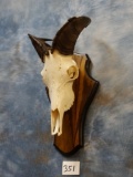 Himalayan Tahr Skull on Panel