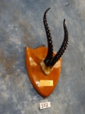 Very Rare! Arabian Mountain Gazelle Horns on Plaque ***Texas Residents Only!!!***