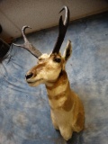 All Time Boone & Crockett 83 net Record Book Arizona Pronghorn Antelope shoulder mount