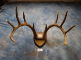 158 4/8 gross Mexican Whitetail Deer 11 point Antlers on Panel