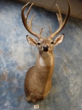 150 gross Wild Texas Whitetail shoulder mount