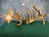 55 point Matching Pair of Whitetail Deer Sheds