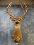 9 point South Texas shoulder mount