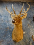 Indian Barasingha shoulder mount ***Texas Residents Only!!!***