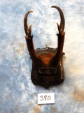 Indian (Javan) Muntjac Antlers on Plaque ***Texas Residents Only!!!***