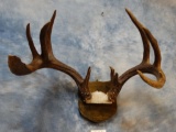 11 point Texas 146 gross Whitetail Antlers on Plaque