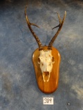 # 5 All Time Record Book Siberian Roe Buck Skull on Plaque