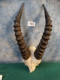 African Topi Horns