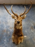 Very Rare! Eld's Deer shoulder mount ***Texas Residents Only***