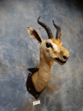 Eritrean Gazelle shoulder mount ***Texas Residents Only!!!***