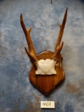 Philippine Sambar Antlers on Plaque **Texas Residents Only!!!***