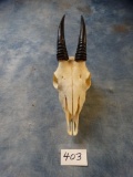 Extremely Rare! World Record Red Goral Skull **Texas Residents Only!!**