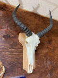 African Tsessebee shoulder mount on a wooden plaque
