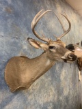 8 point Whitetail Deer shoulder mount