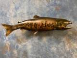 Real Skin Alaskan Land Locked Dog Salmon fish mount
