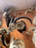 Beautiful Spanish Ibex Goat shoulder mount