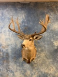 West Texas Desert Mule Deer shoulder mount