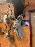 African Greater Kudu shoulder mount