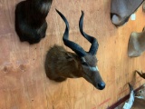 Beautiful East African Sitatunga Swamp Antelope shoulder mount